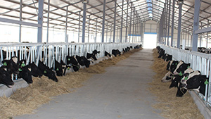 7月8日，来自澳大利亚的252头优种荷斯坦奶牛入住上陵牧业元邦牧场，元邦牧场正式运营。
